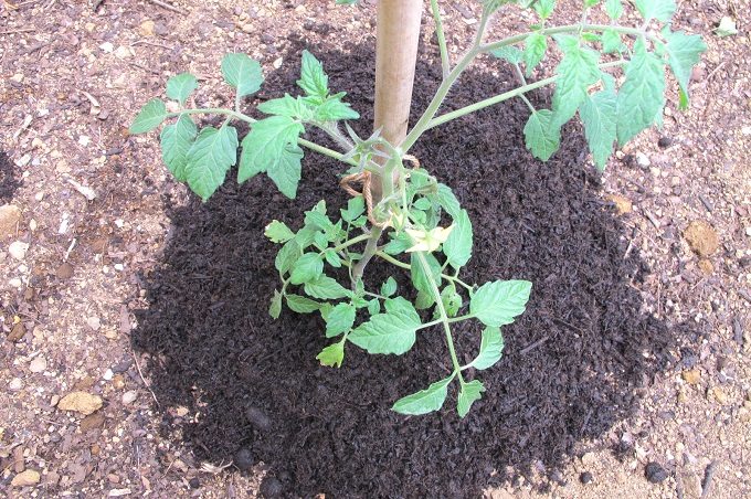バーク堆肥を蒔いたトマトの苗