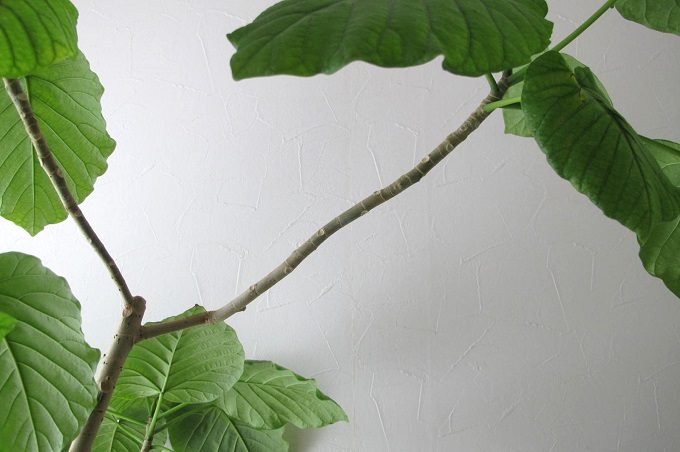 ウンベラータの長い枝